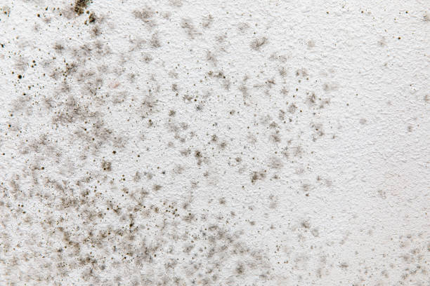Best Attic Mold Removal  in Jupiter Farms, FL