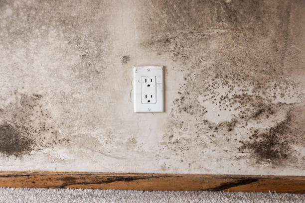 Best Biohazard Mold Removal  in Jupiter Farms, FL