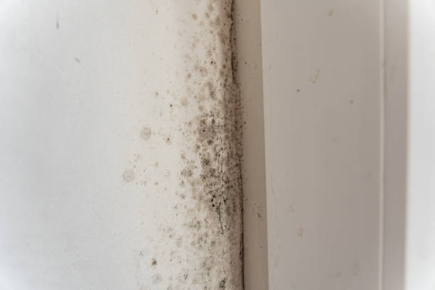 Best Mold Damage Restoration  in Jupiter Farms, FL