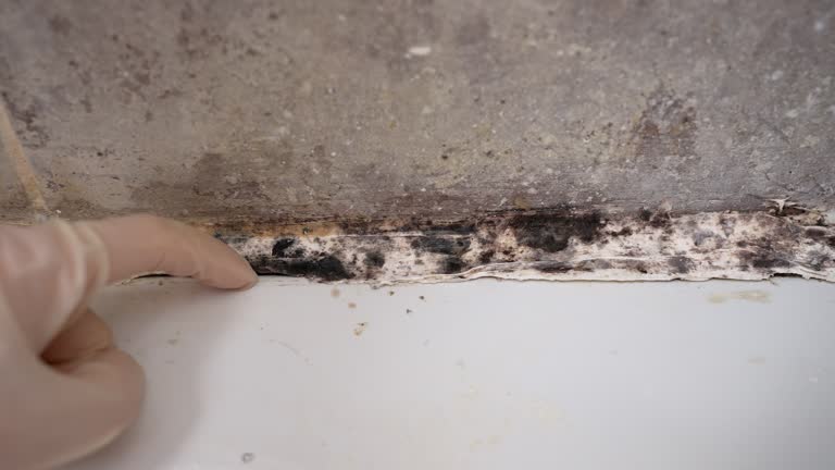 Mold Documentation for Insurance Claims in Jupiter Farms, FL