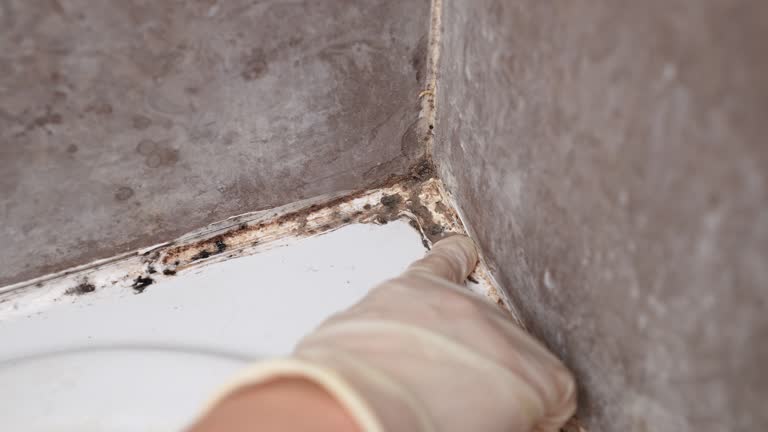 Best Forensic Mold Investigation  in Jupiter Farms, FL