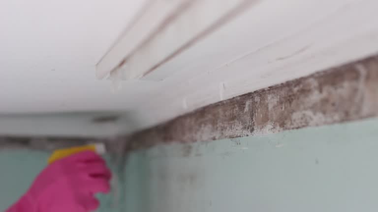 Best Environmental Consulting for Mold Prevention  in Jupiter Farms, FL